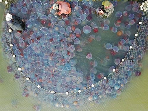 打捞红海蜇