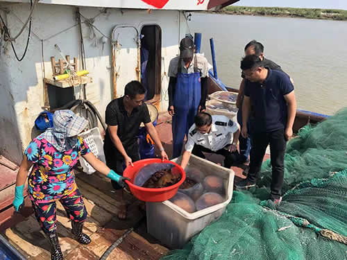 红海蜇检查视频